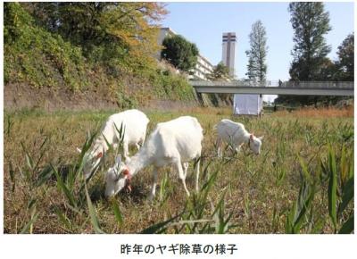 お帰りヤギさん